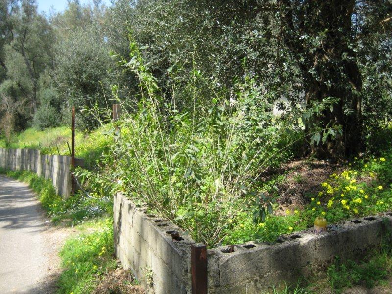 Riconoscimento pianta infestante - Cestrum parqui