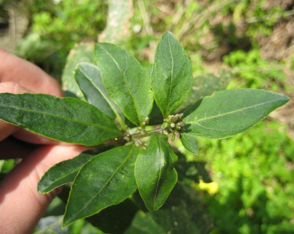 Riconoscimento pianta infestante - Cestrum parqui
