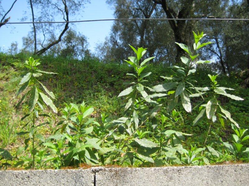 Riconoscimento pianta infestante - Cestrum parqui