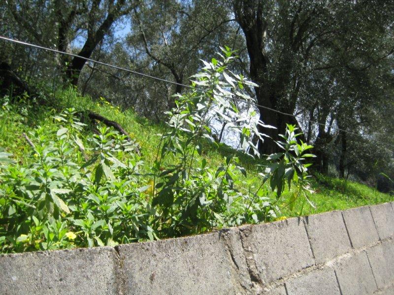 Riconoscimento pianta infestante - Cestrum parqui