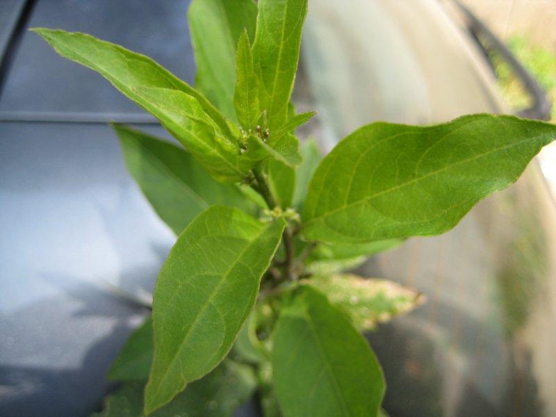 Riconoscimento pianta infestante - Cestrum parqui