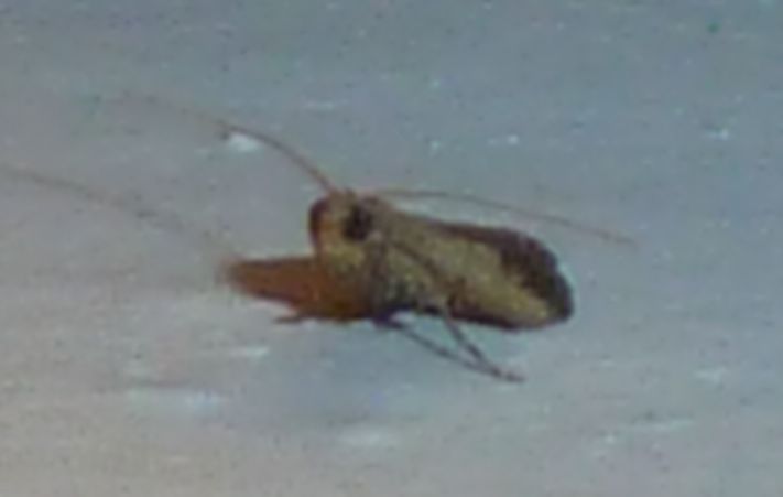 Metallostichodes nigrocyanella