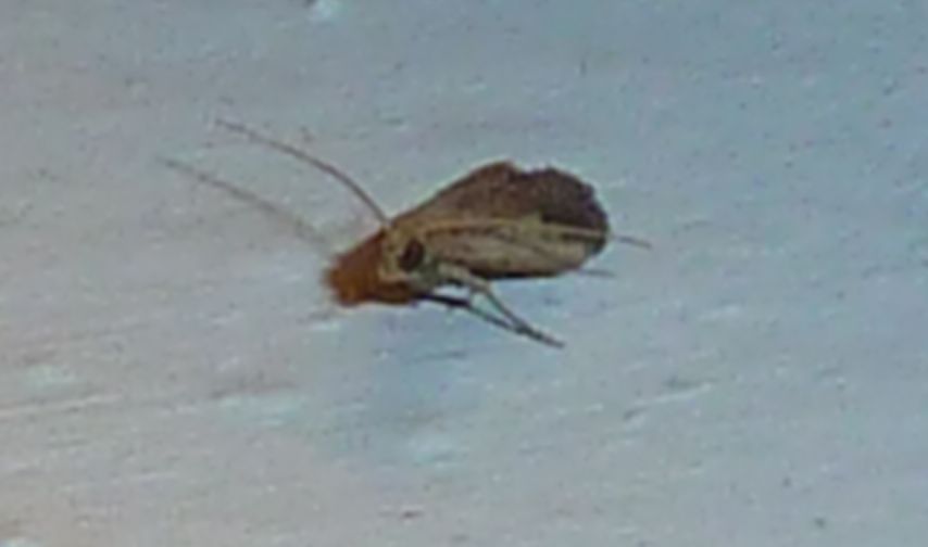 Metallostichodes nigrocyanella