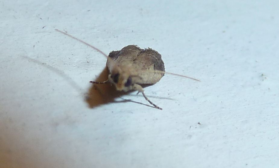 Metallostichodes nigrocyanella