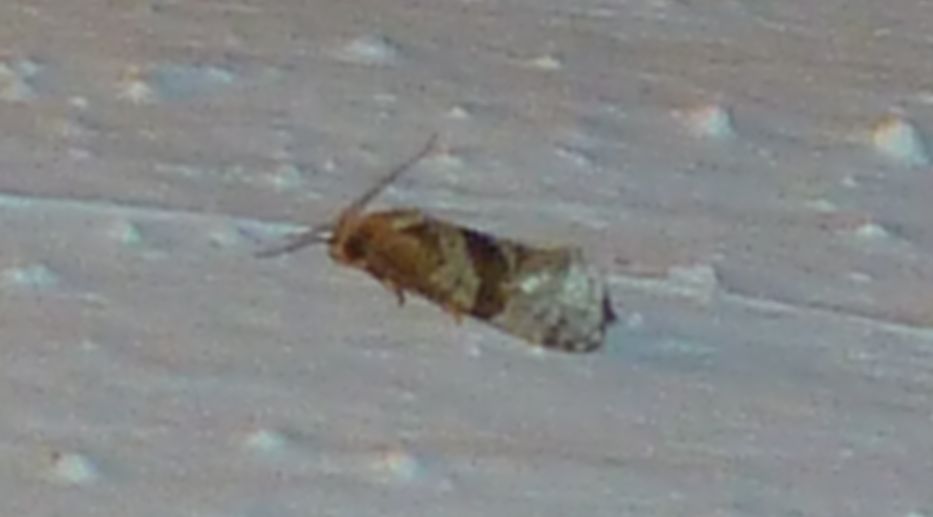 Phalonidia contractana