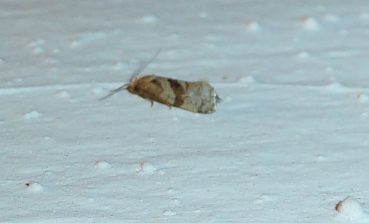 Phalonidia contractana