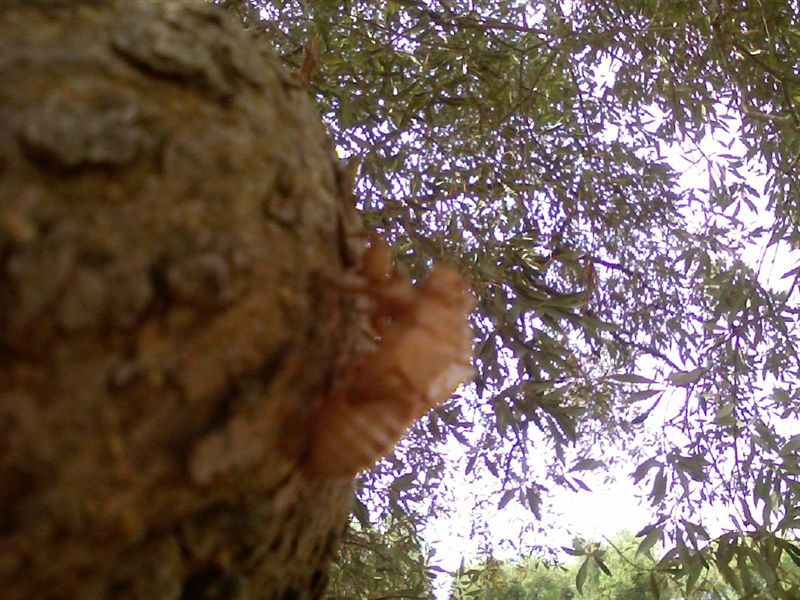 Cicale cicale cicale