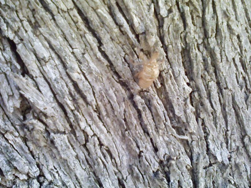 Cicale cicale cicale