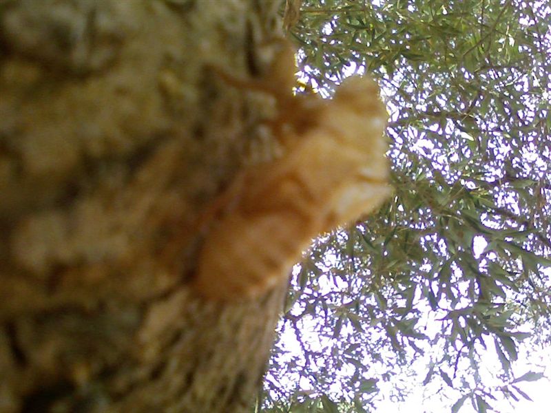 Cicale cicale cicale
