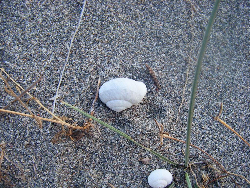 Cernuella virgata