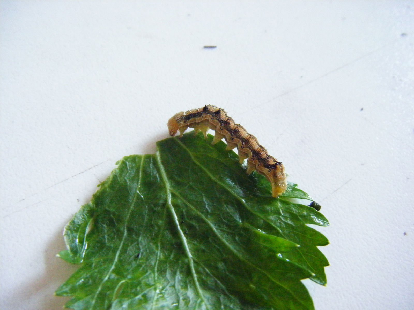 Bruchi - Helicoverpa armigera