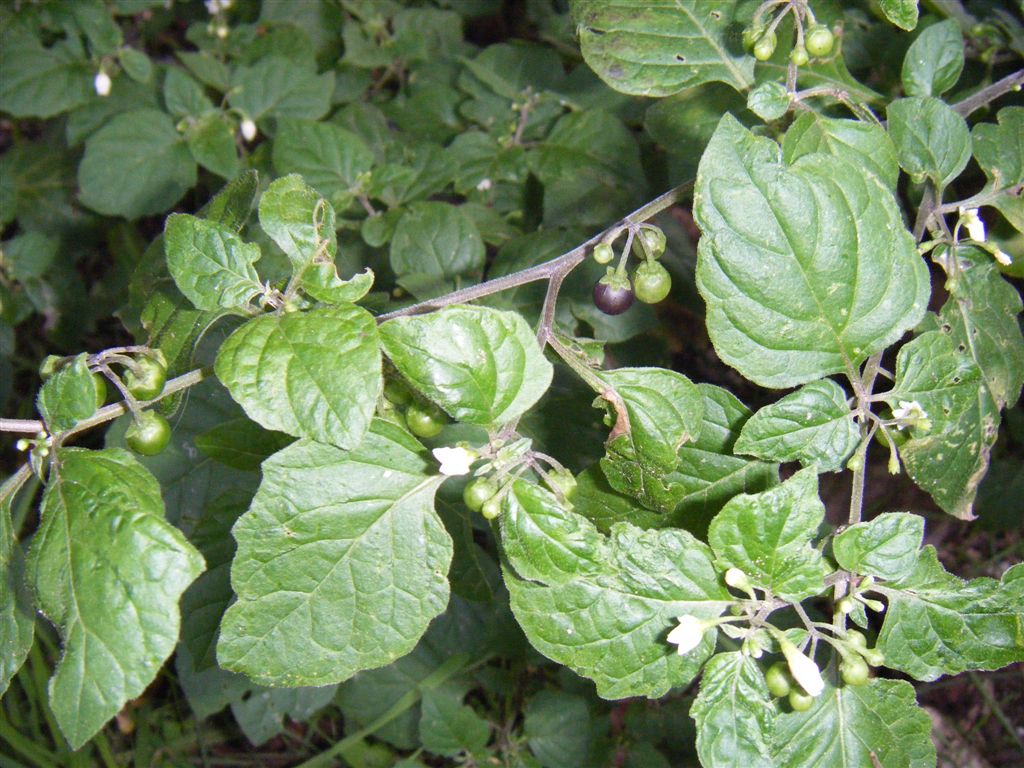 Solanum nigrum