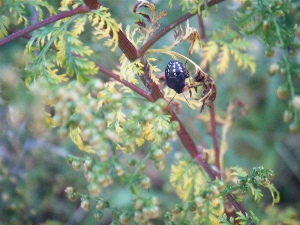 Tutte Nezara viridula?? S
