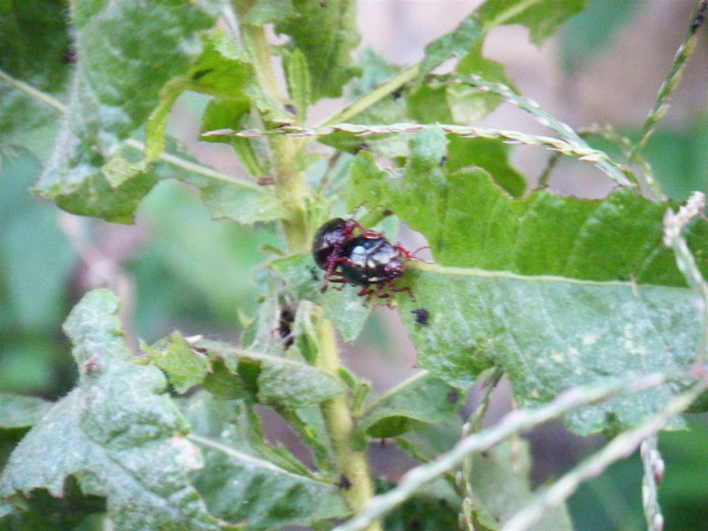 Chrysolina bankii