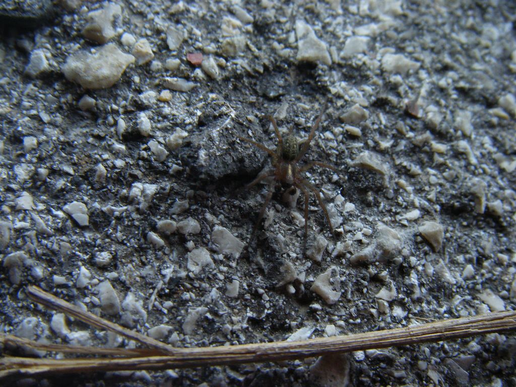 Lycosoides coarctata