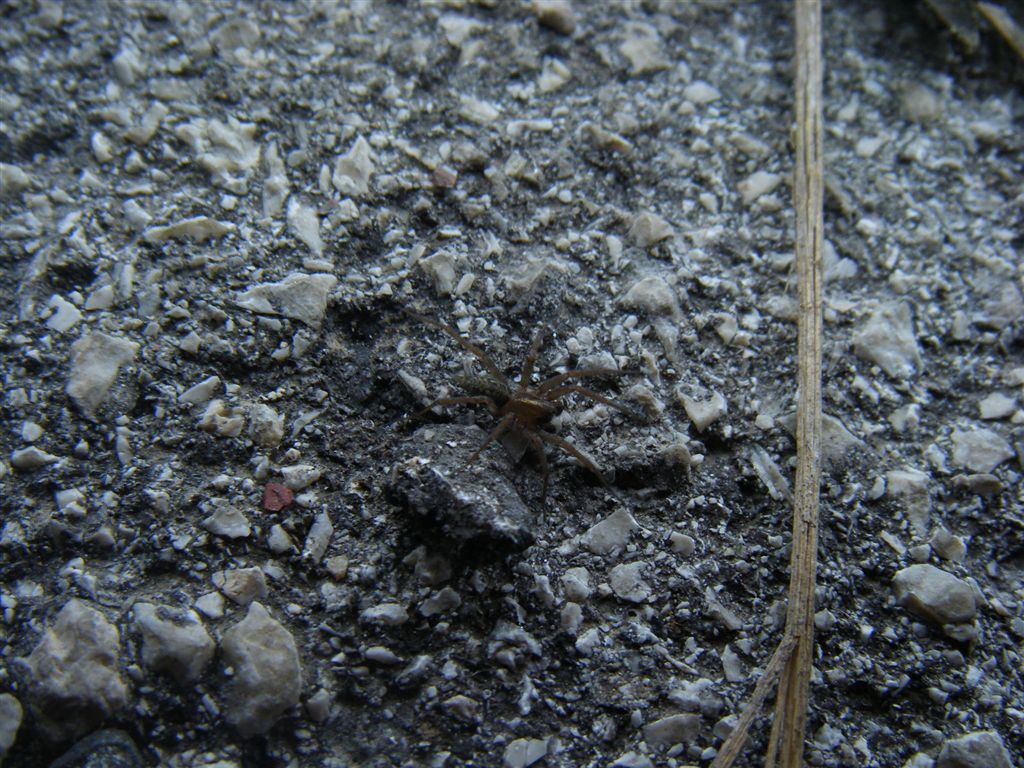 Lycosoides coarctata