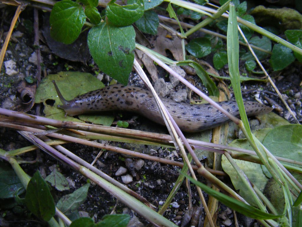 Limax da Agnano (NA)