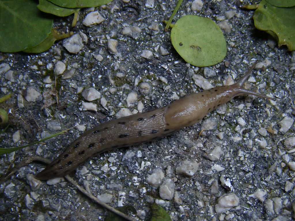 Limax da Agnano (NA)