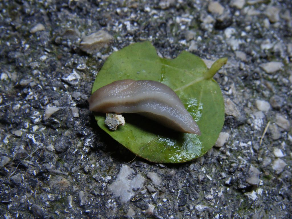 Limax da Agnano (NA)