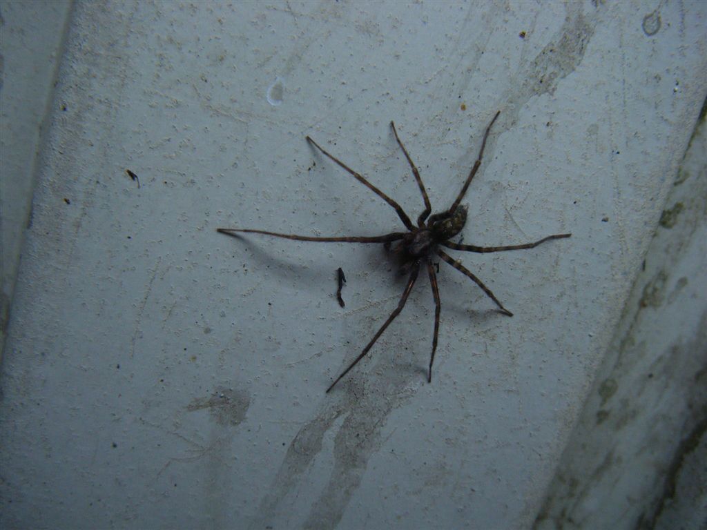 Ragno notturno: maschio di Malthonica sp. o Tegenaria sp.