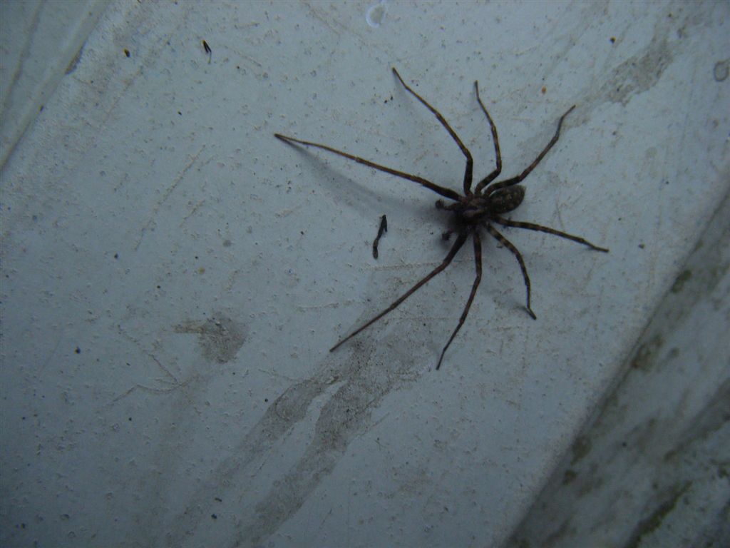 Ragno notturno: maschio di Malthonica sp. o Tegenaria sp.
