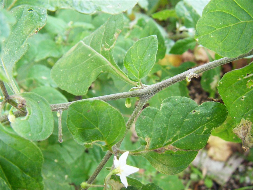 Solanum nigrum