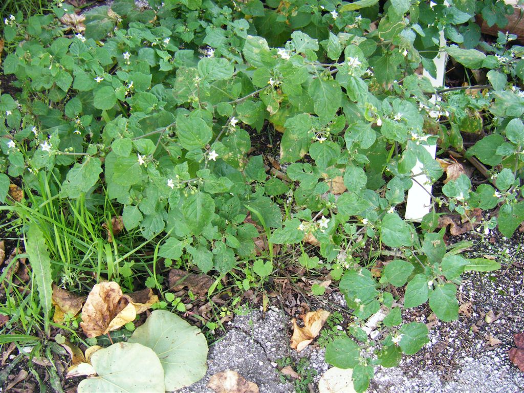 Solanum nigrum