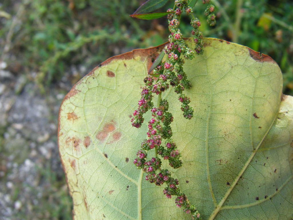 Pianta con fusto a strisce - Chenopodium cfr. album