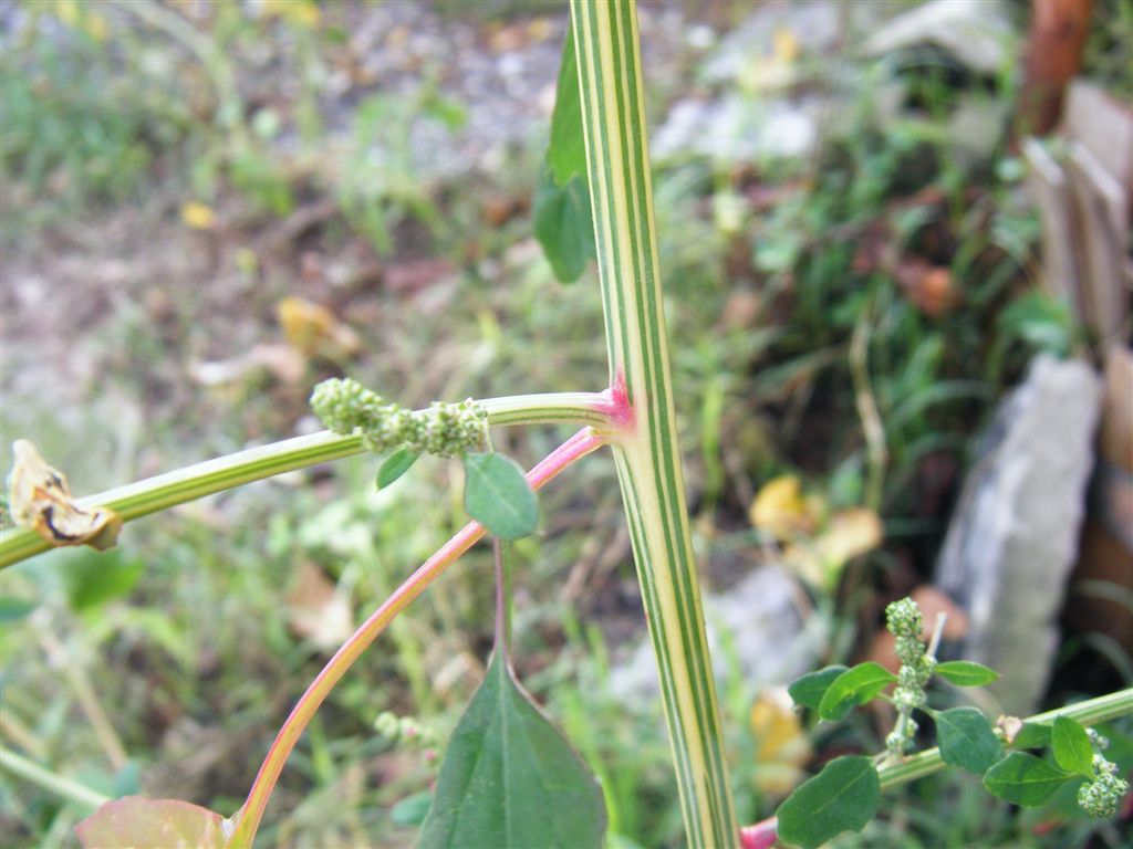 Pianta con fusto a strisce - Chenopodium cfr. album