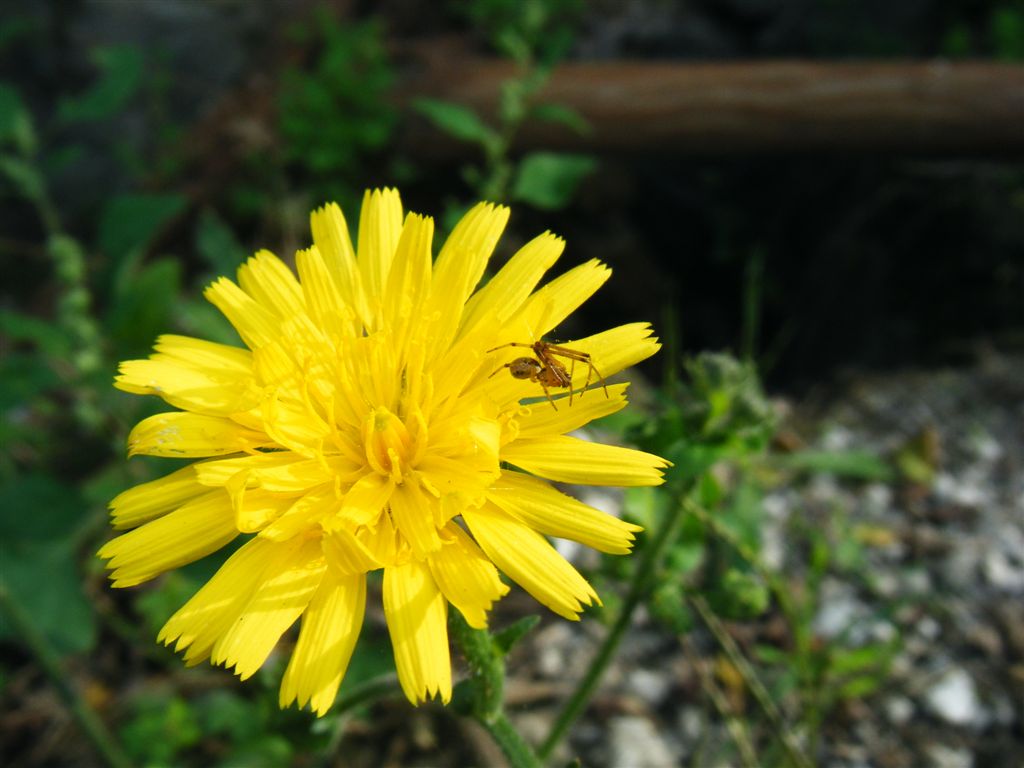 Picris hieracioides