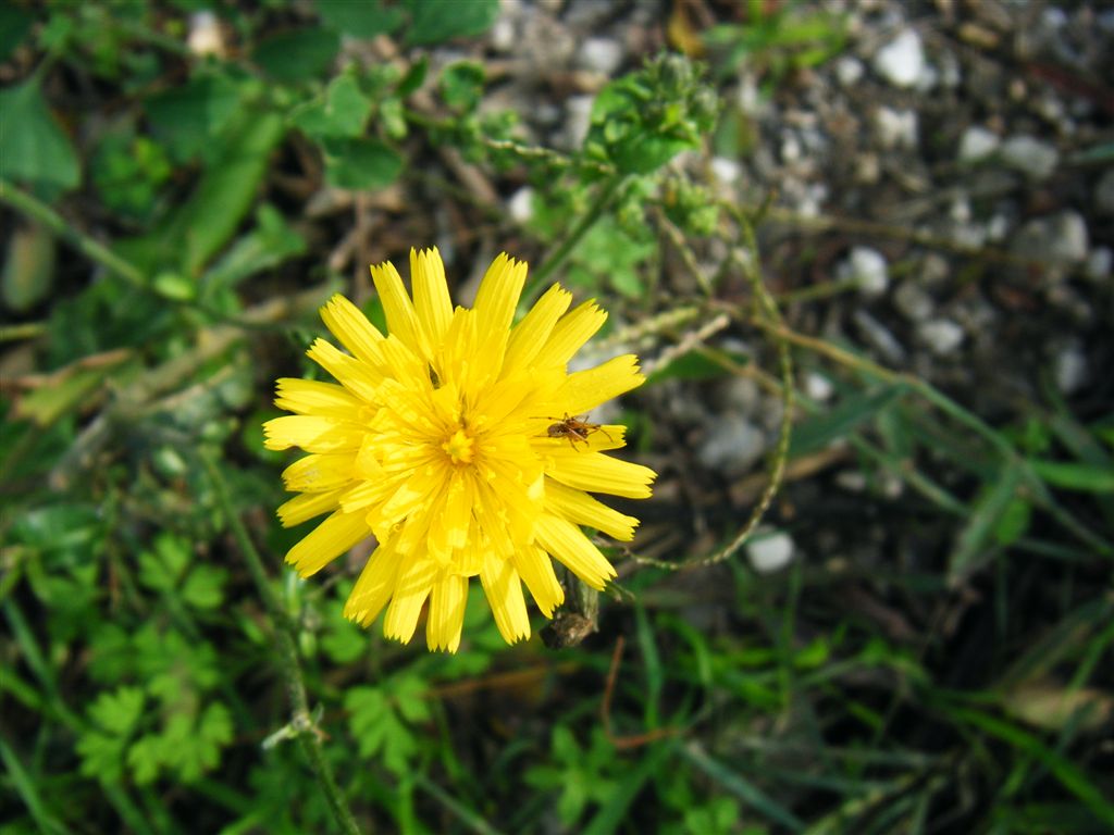 Picris hieracioides