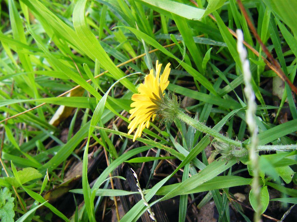 Picris hieracioides