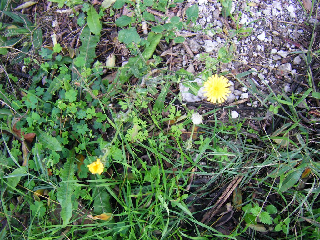 Picris hieracioides