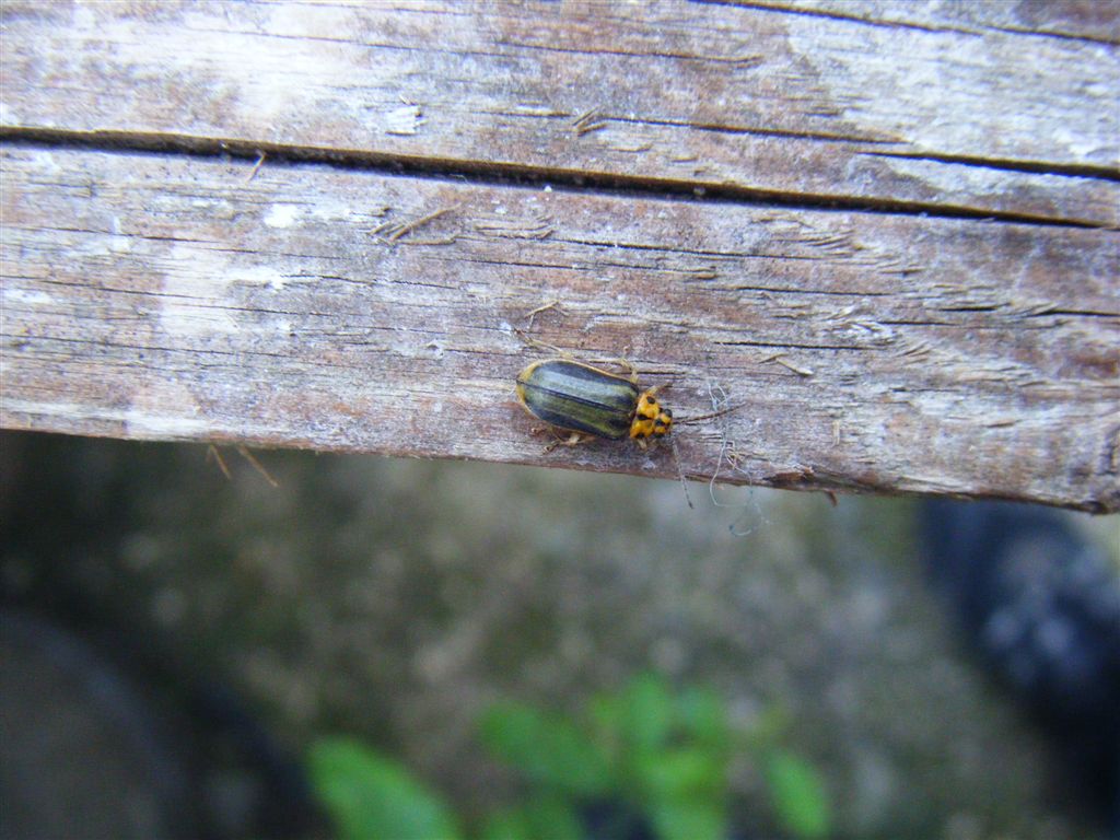 Xanthogaleruca luteola?