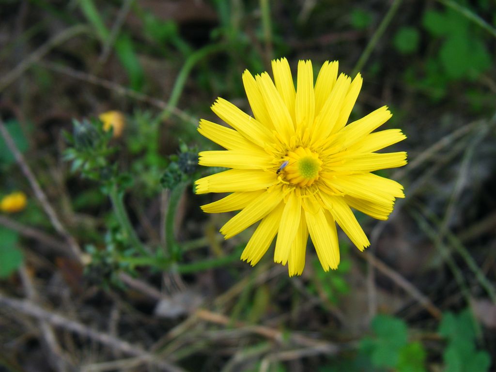 Picris hieracioides