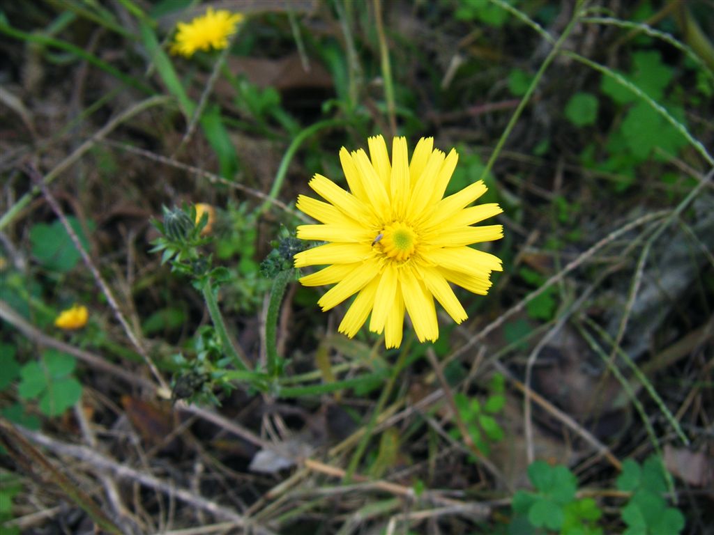 Picris hieracioides