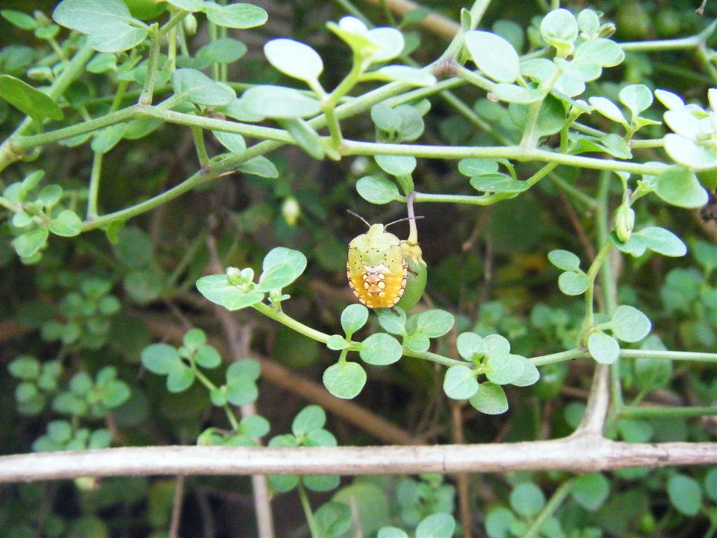 Tutte Nezara viridula?? S
