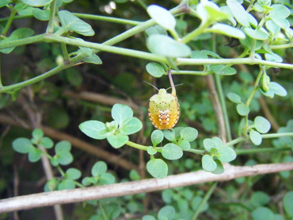 Tutte Nezara viridula?? S