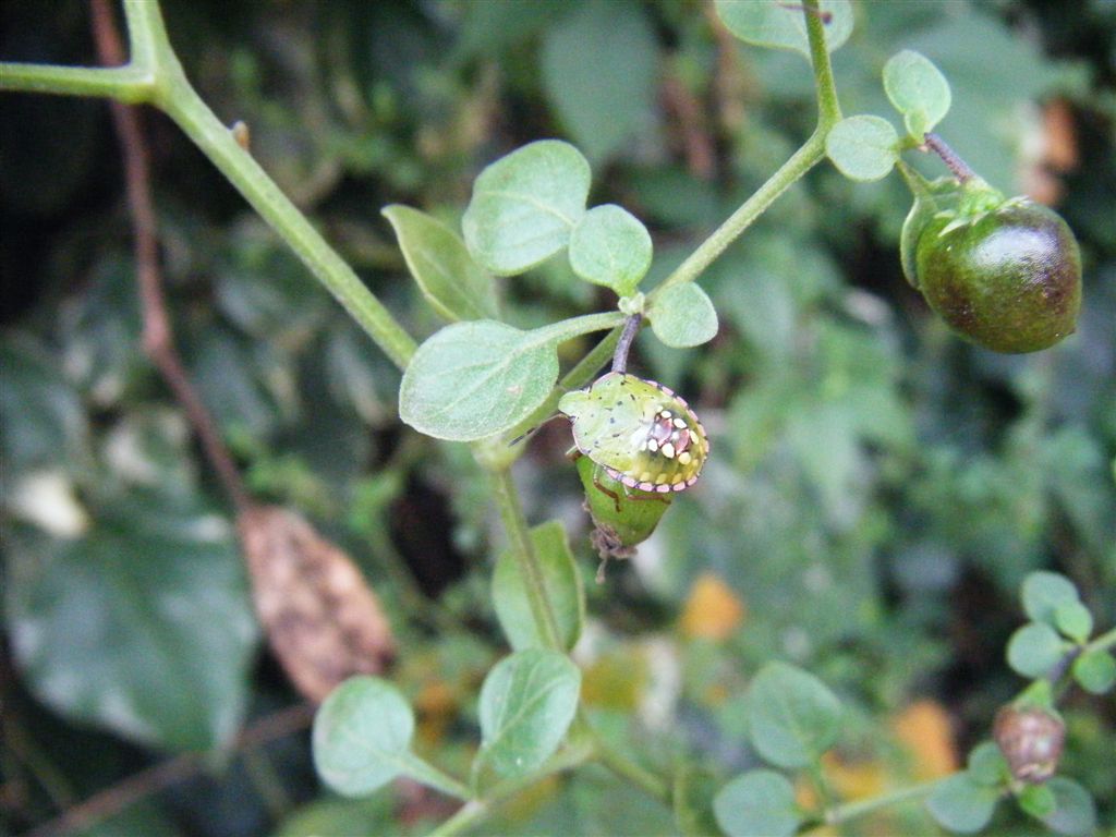 Tutte Nezara viridula?? S