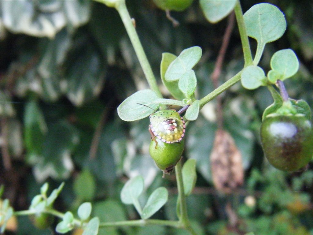 Tutte Nezara viridula?? S