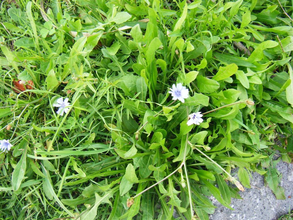 Cichorium intybus e Plantago major