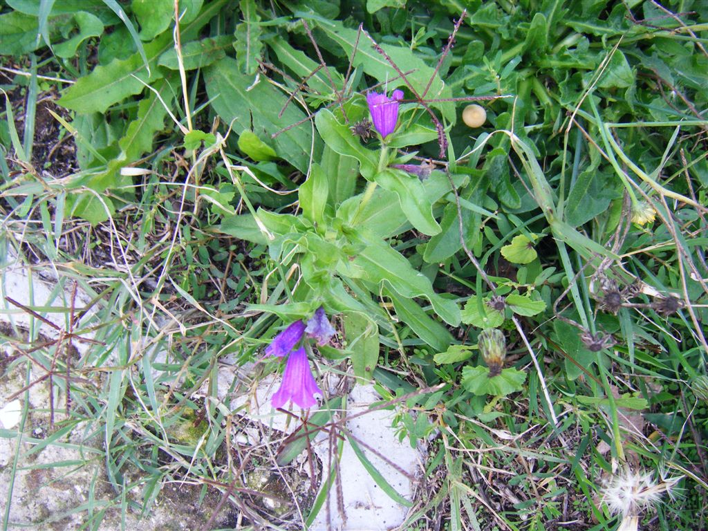Echium vulgare