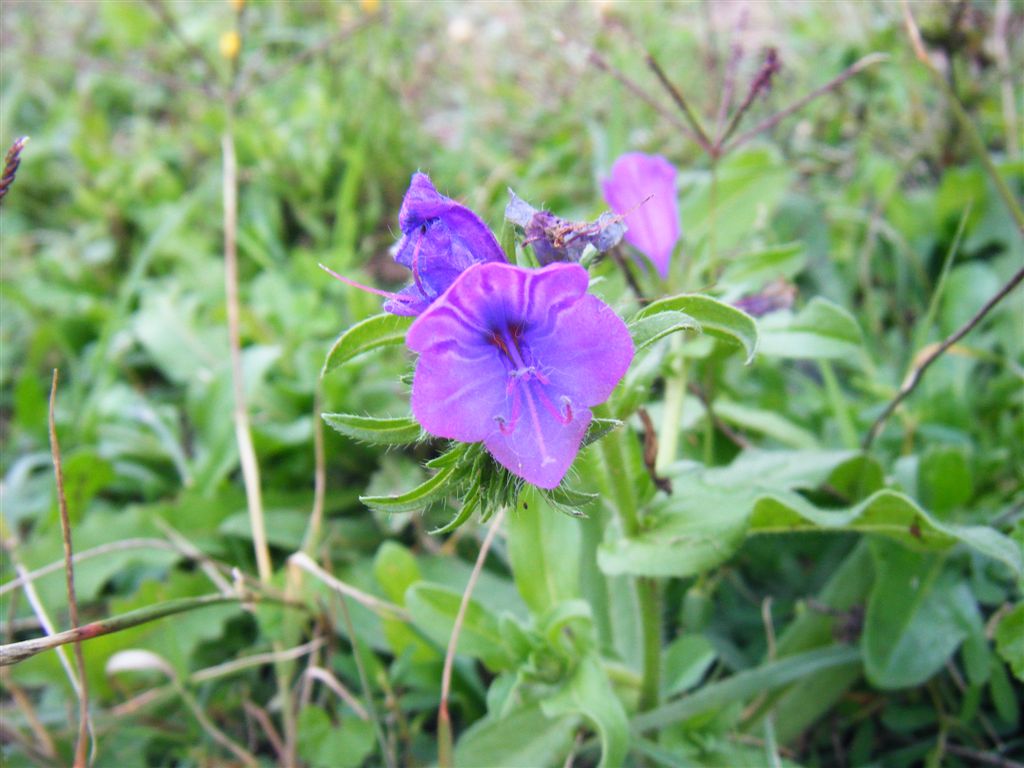 Echium vulgare