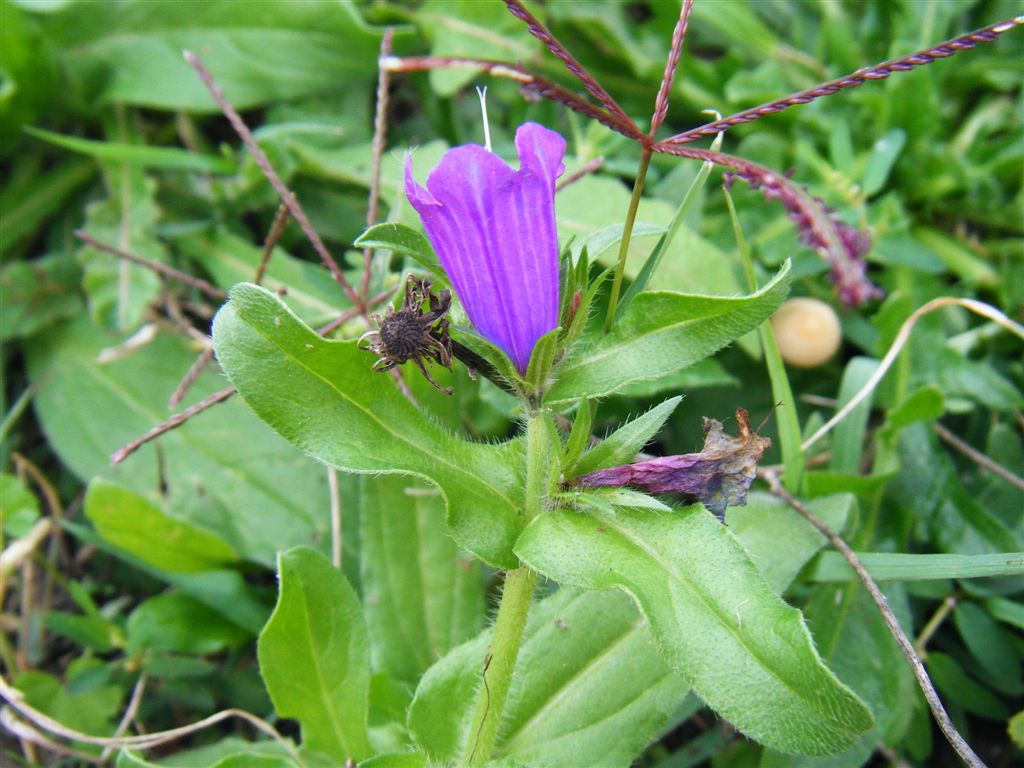 Echium vulgare