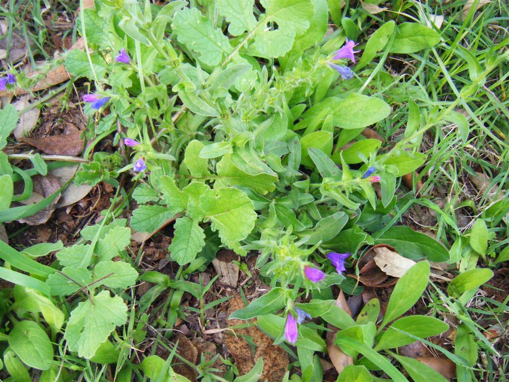 Echium vulgare