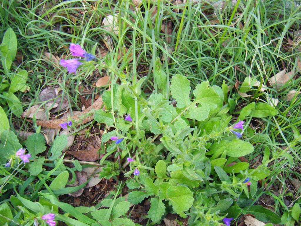 Echium vulgare