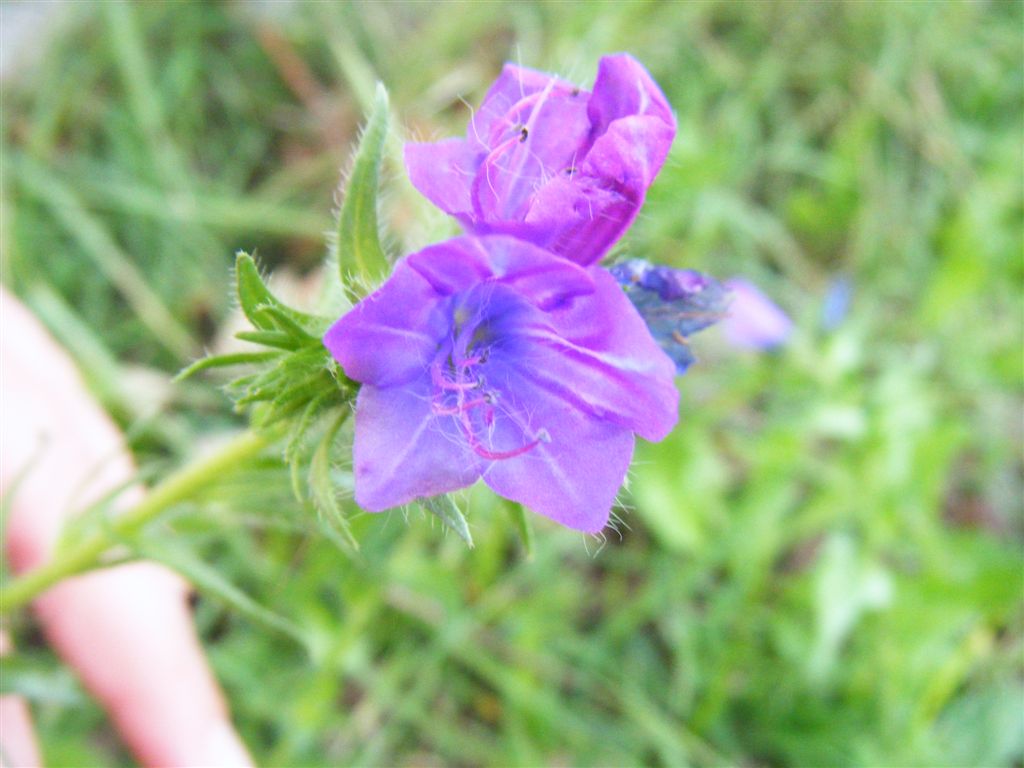 Echium vulgare