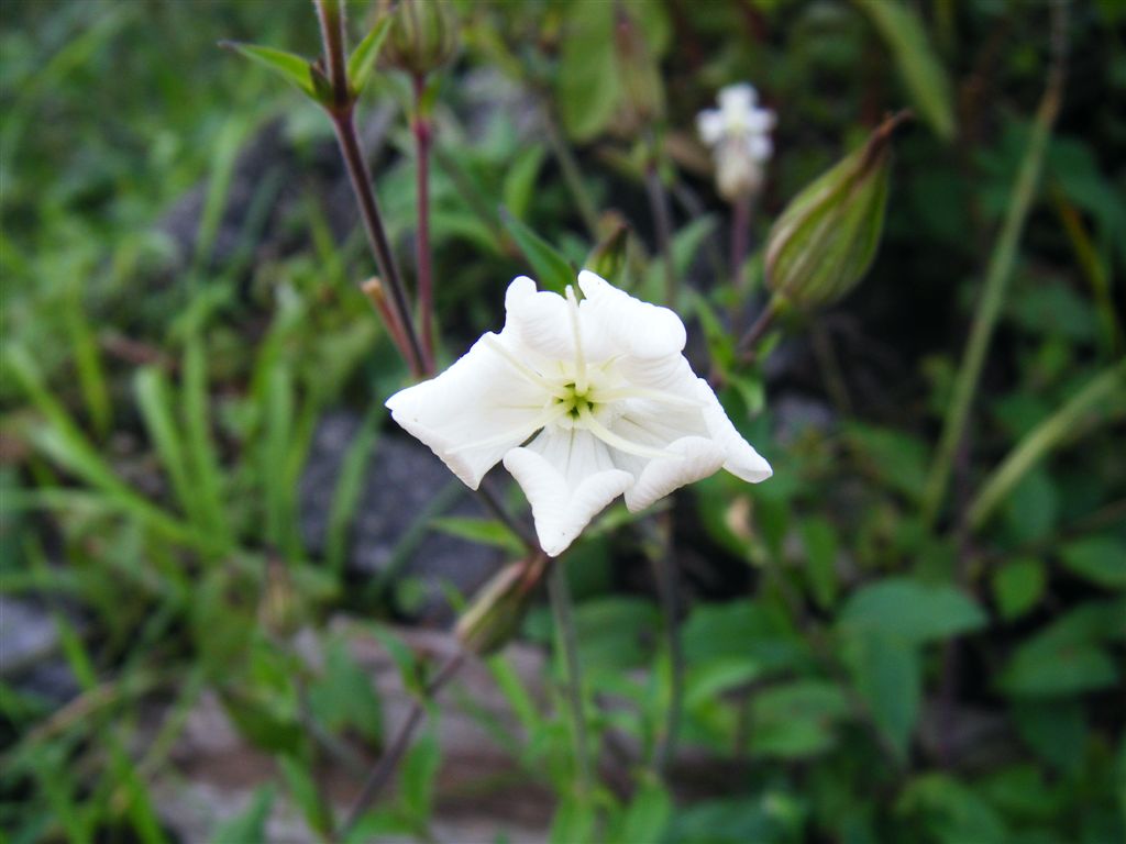 Silene latifolia