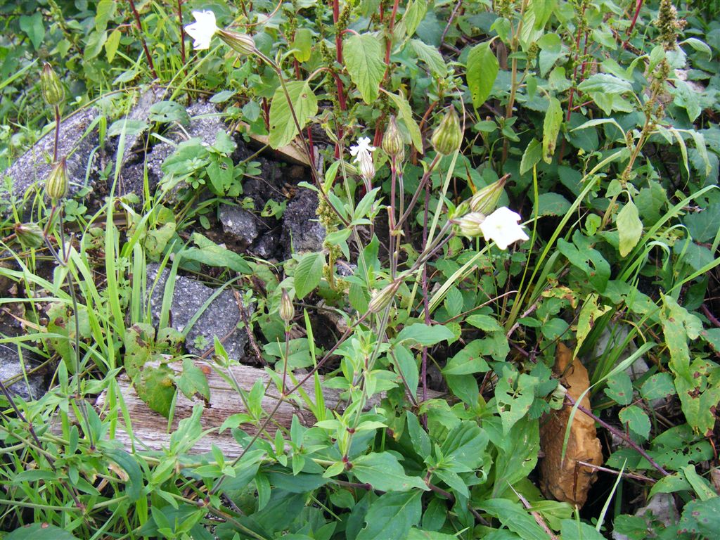 Silene latifolia