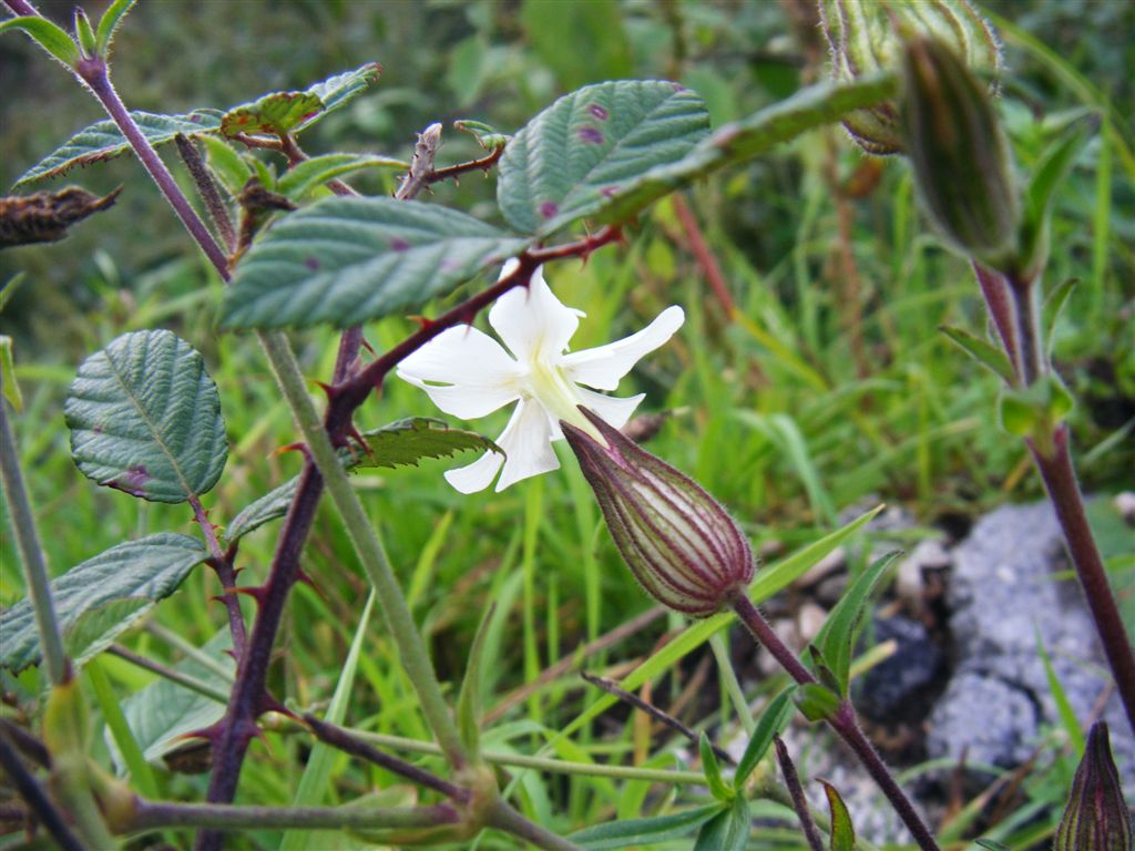 Silene latifolia